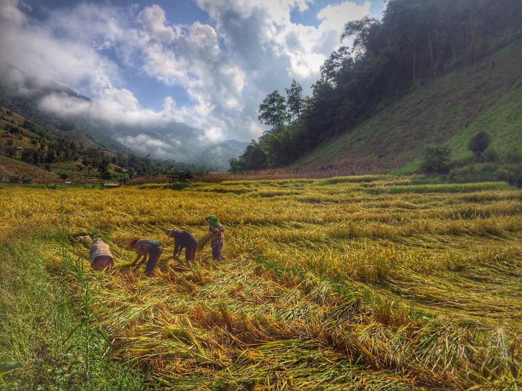 Kowitfarmstay Ban Mae Pan Noi Dış mekan fotoğraf