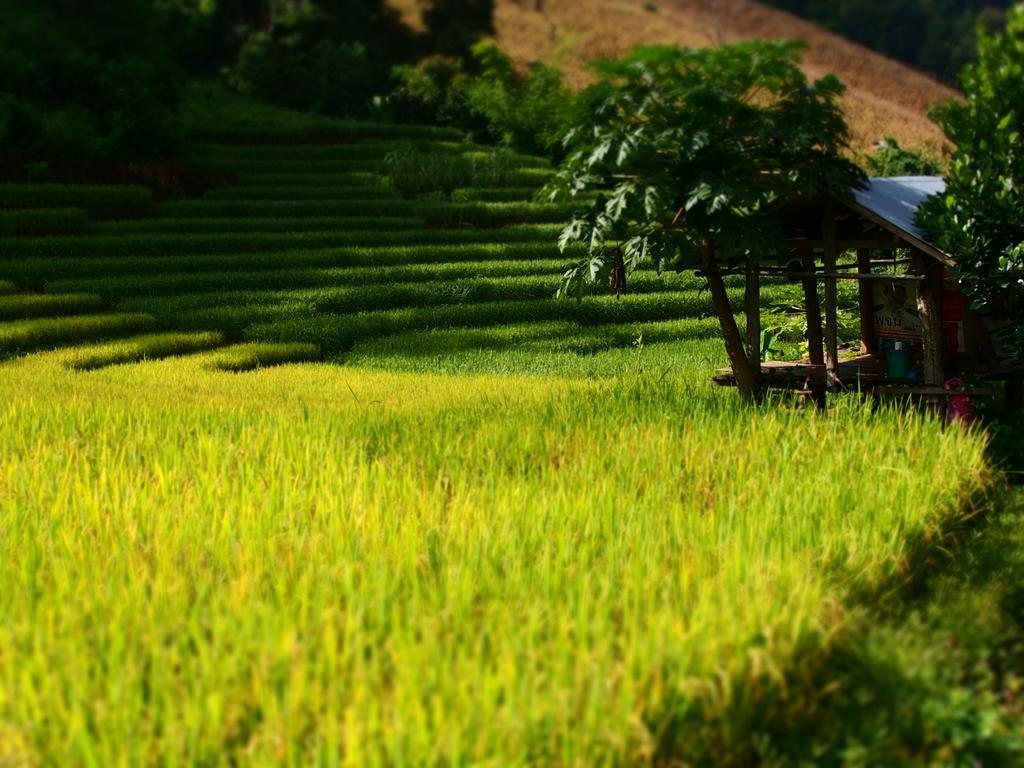 Kowitfarmstay Ban Mae Pan Noi Dış mekan fotoğraf