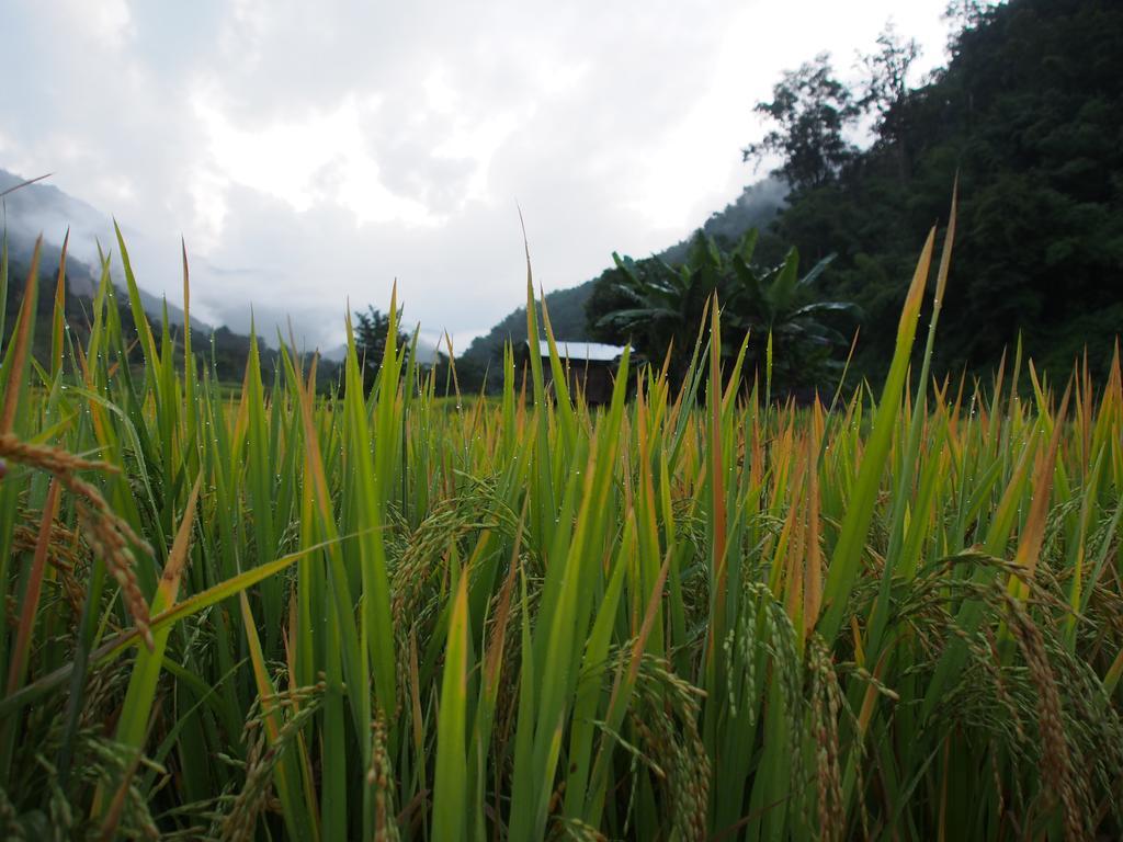Kowitfarmstay Ban Mae Pan Noi Dış mekan fotoğraf