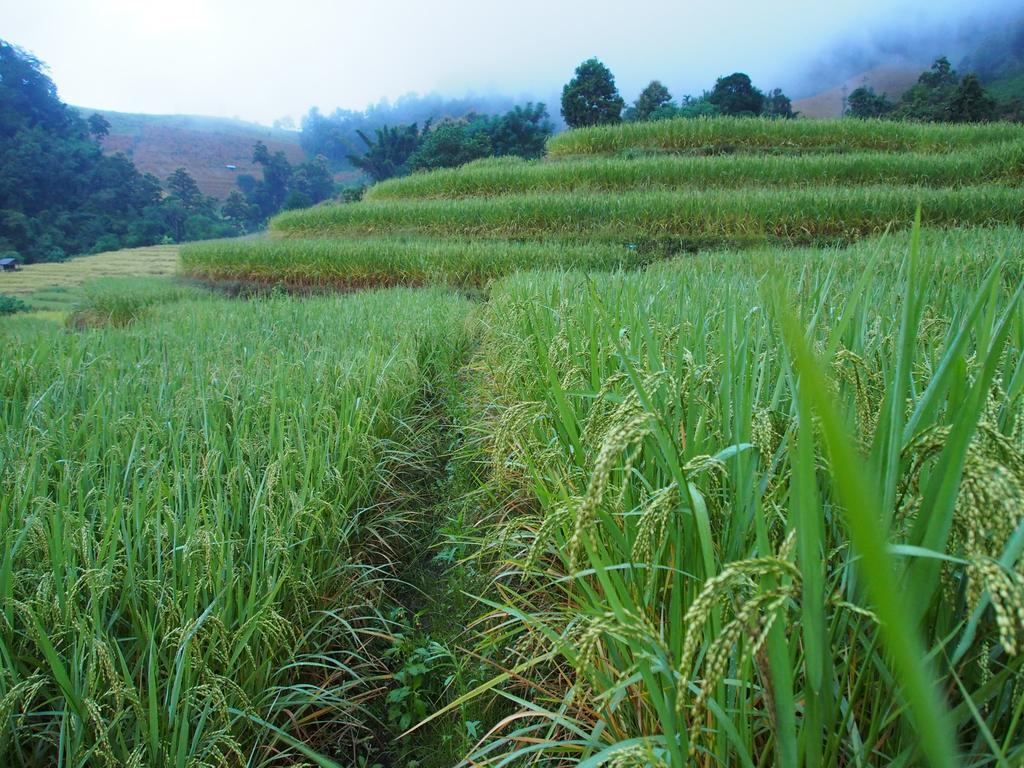 Kowitfarmstay Ban Mae Pan Noi Dış mekan fotoğraf