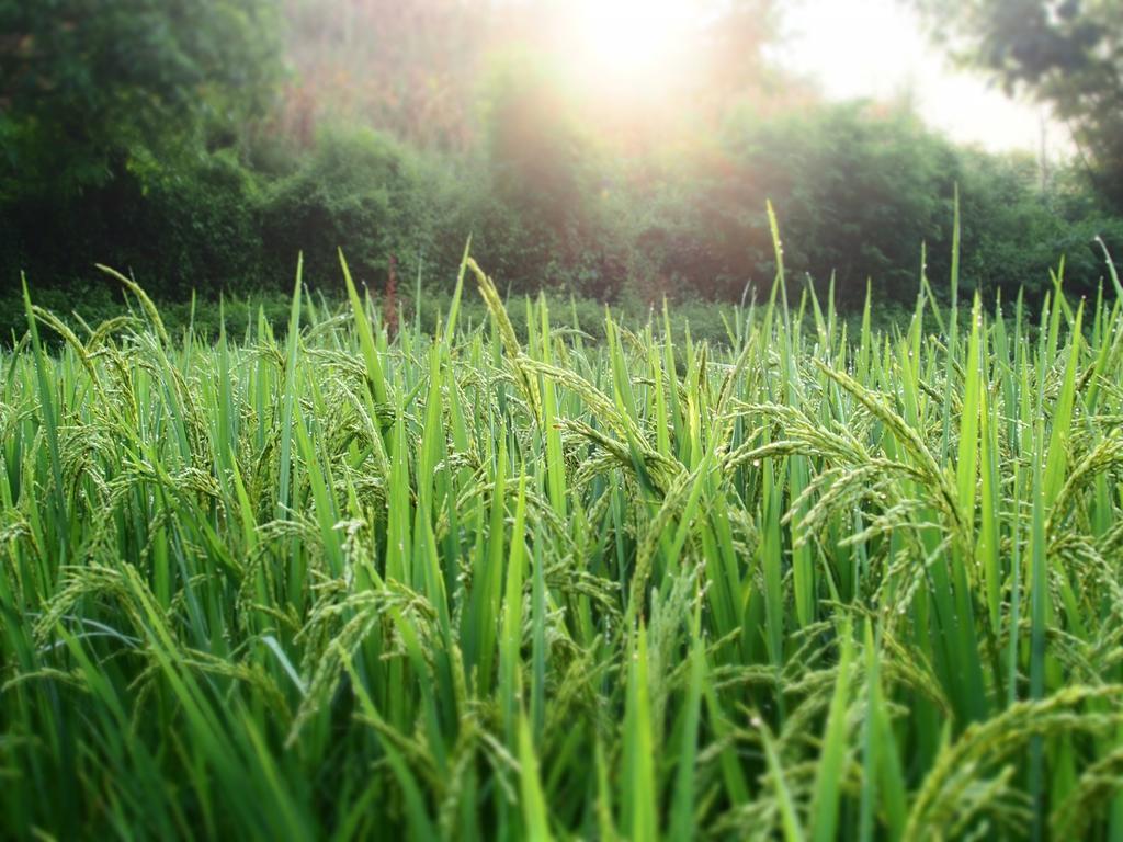 Kowitfarmstay Ban Mae Pan Noi Dış mekan fotoğraf