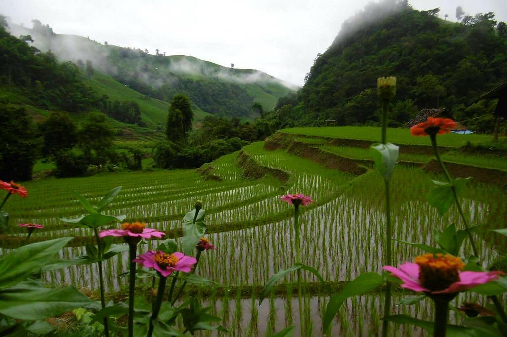 Kowitfarmstay Ban Mae Pan Noi Dış mekan fotoğraf
